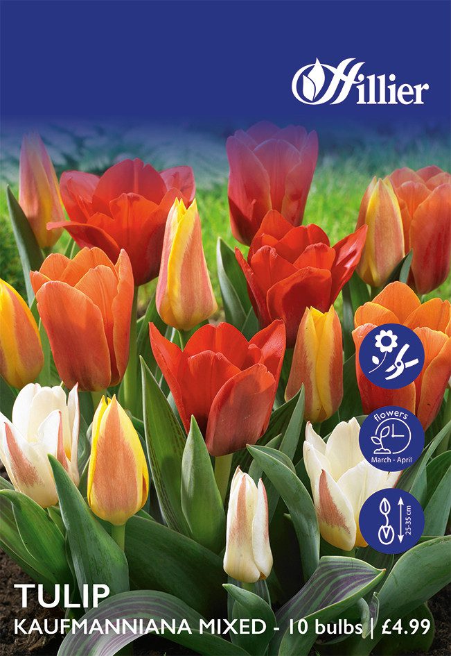 8718641999707 1 Tulip Kaufmanniana Mixed Bulbs.jpg